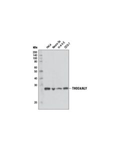 Cell Signaling THOC4/ALY (D3R4R) Rabbit mAb 20 uL