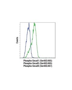 Cell Signaling Smad 1/5/9 Antibody Sampler Kit