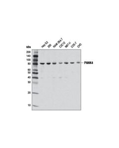 Cell Signaling Pank4 (D6j4r) Rabbit mAb