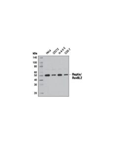 Cell Signaling Reptin/Ruvbl2 (D8n3j) Rabbit mAb
