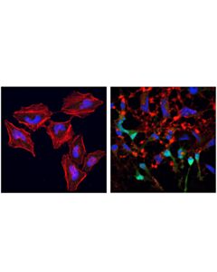 Cell Signaling Initiator Caspases Antibody Sampler Kit