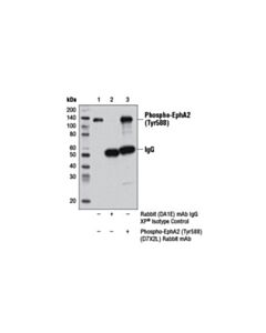Cell Signaling Phospho-Epha2 (Tyr588) (D7x2l) Rabbit mAb