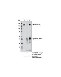 Cell Signaling Mdr1/Abcb1 (D3h1q) Rabbit mAb