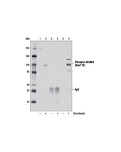 Cell Signaling Phospho-Mcm3 (Ser112) (D3s4m) Rabbit mAb