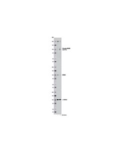 Cell Signaling Phospho-MCM3 (Ser112) (D3S4M) Rabbit mAb 20 uL