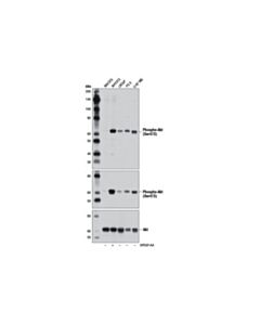 Cell Signaling Phospho-Akt (Ser473) (D9w9u) Mouse mAb