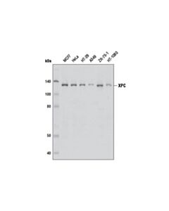 Cell Signaling Xpc Antibody