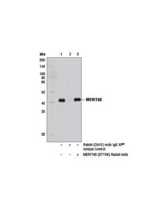 Cell Signaling Merit40 (D7y5k) Rabbit mAb