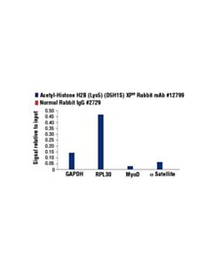 Cell Signaling Acetyl-Histone H2b (Lys5) (D5h1s) Xp Rabbit mAb