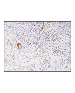 Cell Signaling Prostate Specific Membrane Antigen (D7i8e) Xp Rabbit mAb