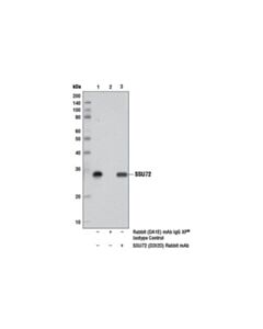 Cell Signaling Ssu72 (D3i2d) Rabbit mAb