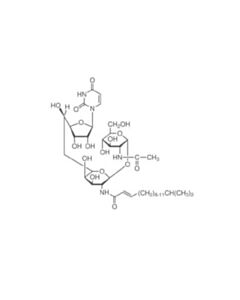 Cell Signaling Tunicamycin