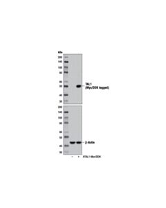 Cell Signaling Tal1 Antibody