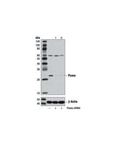 Cell Signaling Signalsilence Puma Sirna I