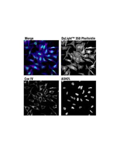 Cell Signaling Dylight 350 Phalloidin
