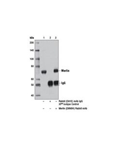 Cell Signaling Merlin (D6n8h) Rabbit mAb
