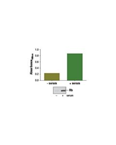 Cell Signaling Pathscan Total Rb Sandwich Elisa Kit