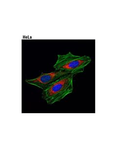 Cell Signaling Dylight 488 Phalloidin