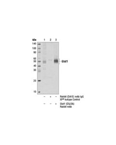 Cell Signaling Glut1 (D3j3a) Rabbit mAb