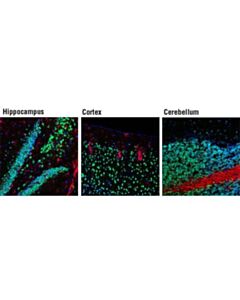 Cell Signaling Neun (D3s3i) Rabbit mAb