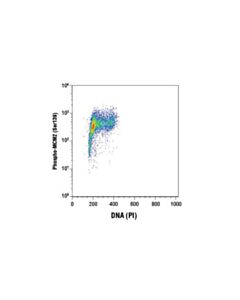 Cell Signaling Phospho-Mcm2 (Ser139) (D1z8x) Xp Rabbit mAb