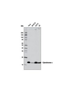 Cell Signaling Cytochrome C (D18c7) Rabbit mAb (Hrp Conjugate)