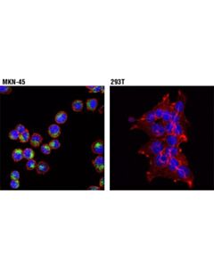Cell Signaling Raig1 (D4s7d) Xp Rabbit mAb