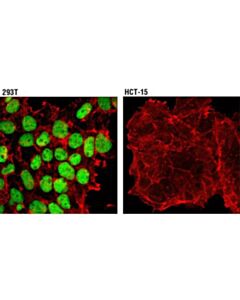 Cell Signaling Msh6 (3e1) Mouse mAb