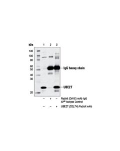 Cell Signaling Ube2t (D2l7h) Rabbit mAb