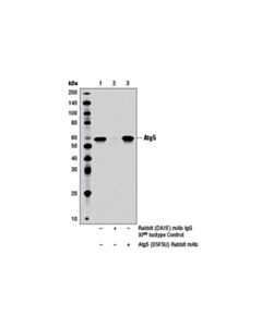Cell Signaling Atg5 (D5f5u) Rabbit mAb