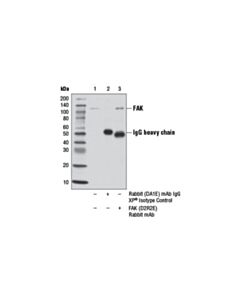 Cell Signaling Fak (D2r2e) Rabbit mAb