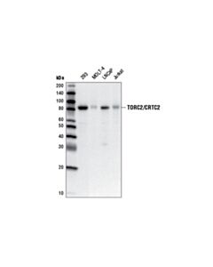 Cell Signaling TORC2/CRTC2 (5B10) Mouse mAb 20 uL