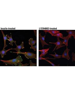 Cell Signaling Phospho-Akt (Thr308) (D25e6) Xp Rabbit mAb
