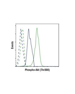 Cell Signaling Phospho-Akt (Thr308) (D25e6) Xp Rabbit mAb
