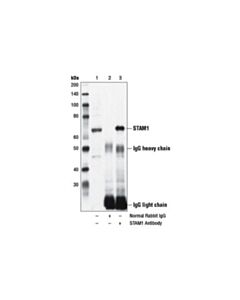 Cell Signaling Stam1 Antibody