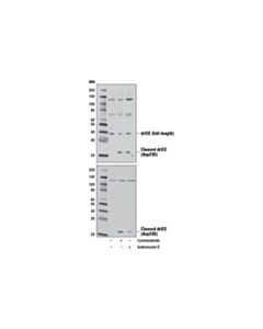 Cell Signaling Drosophila Ice (Drice) Antibody