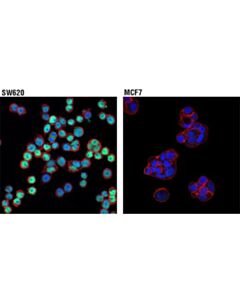 Cell Signaling Runx3/Aml2 (D9k6l) Mouse mAb