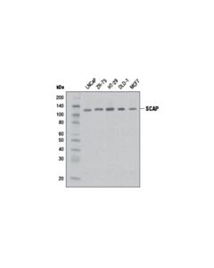 Cell Signaling Scap Antibody