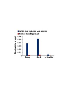 Cell Signaling Wdr5 (D9e1i) Rabbit mAb