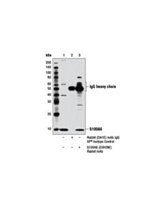 Cell Signaling S100a6 (D3h3w) Rabbit mAb