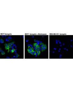 Cell Signaling Prex1 (D8o8d) Rabbit mAb