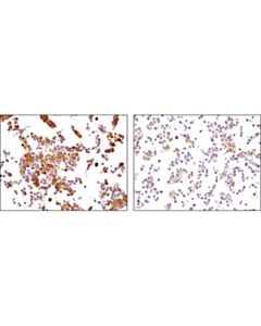 Cell Signaling Phospho-Pras40 (Thr246) (D4d2) Xp Rabbit mAb