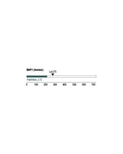 Cell Signaling Bap1 (D1w9b) Rabbit mAb
