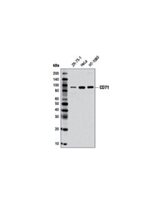 Cell Signaling CD71 (D7S5Z) Rabbit mAb 20 uL