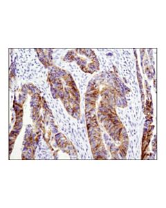 Cell Signaling Claudin-1 (D5h1d) Xp Rabbit mAb