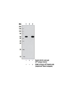 Cell Signaling Pkm2 (D78a4) Xp Rabbit mAb (Sepharose Bead Conjugate)