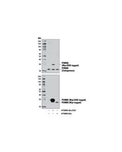 Cell Signaling Psmb6 (E1k9o) Rabbit mAb