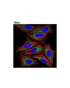 Cell Signaling Atpif1 (D6p1q) Xp Rabbit mAb