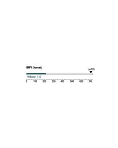 Cell Signaling Bap1 (D7w7o) Rabbit mAb