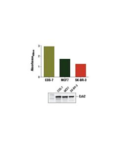 Cell Signaling Pathscan Total Ezh2 Sandwich Elisa Kit